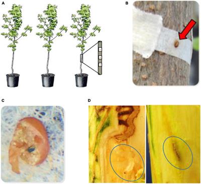 Emerald ash borer (Agrilus planipennis) infestation bioassays and metabolic profiles of green ash (Fraxinus pennsylvanica) provide evidence for an induced host defensive response to larval infestation